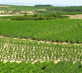 Weinberge